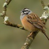 Strnad vinicni - Emberiza cia - Rock Bunting 4819